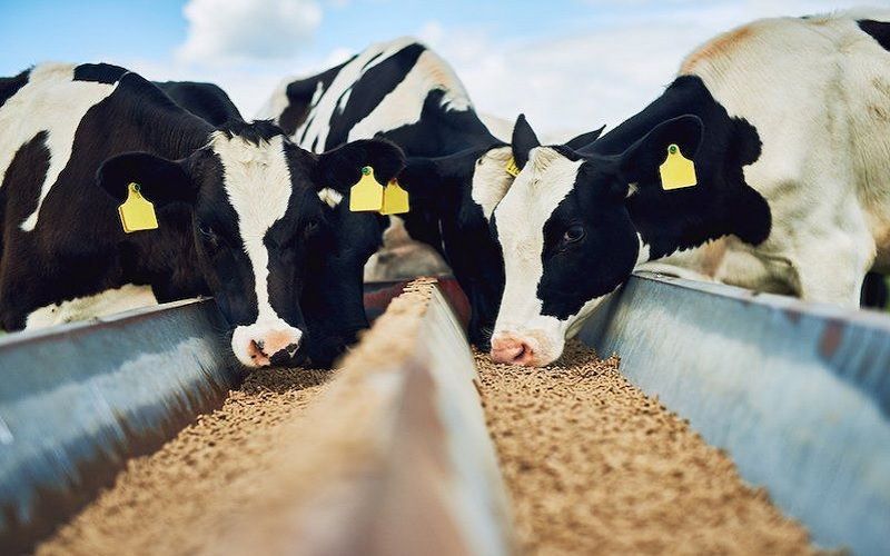 Kazakhstan Animal Feed Producers Boost Exports: 100-Fold Growth in Five Years