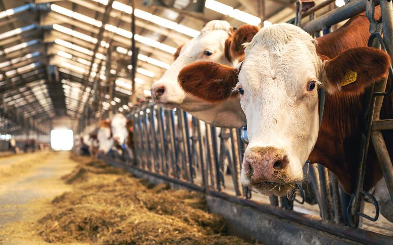 Вирус птичьего гриппа H5N1 обнаружен у коровы в Европе Вирус птичьего гриппа H5N1 обнаружен у коровы в Европе