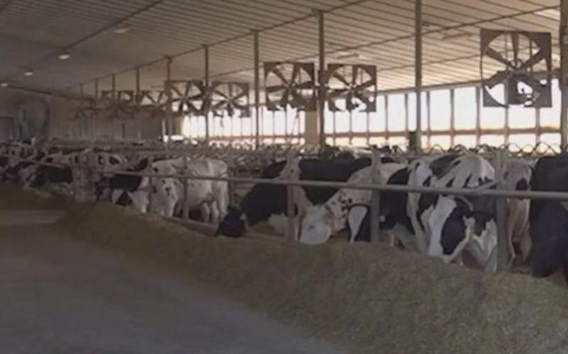 Dairy tariffs pressure trade partners, worry farmers