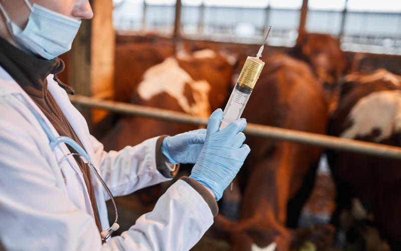 Irish Farmers Demand Government Support for Bluetongue Vaccination