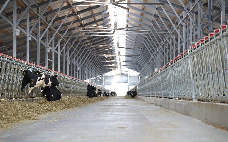 ارتفاع عتبة دخول أفضل 30 مزرعة ألبان الأكثر كفاءة في روسيا إلى 11,500 كجم لكل بقرة