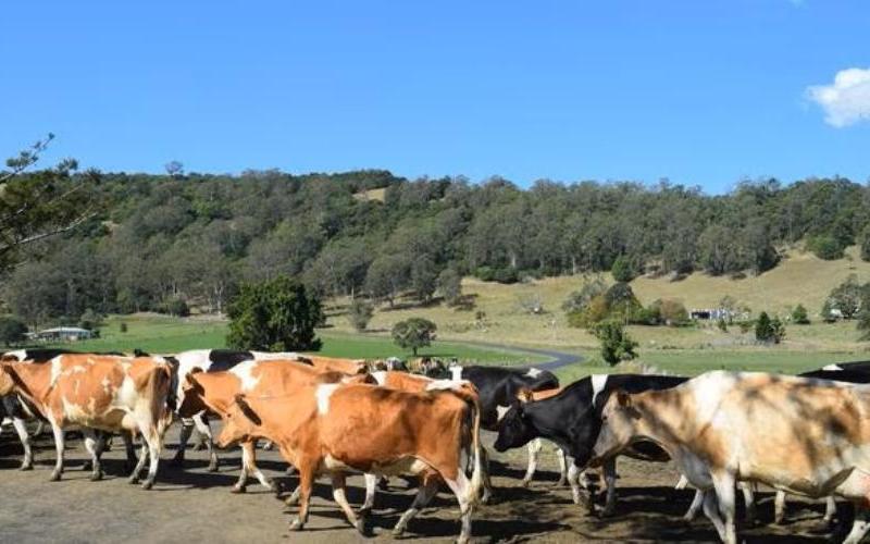 Victorian Dairy Industry Faces Challenges Amid Gardiner Foundation's Investment Debate