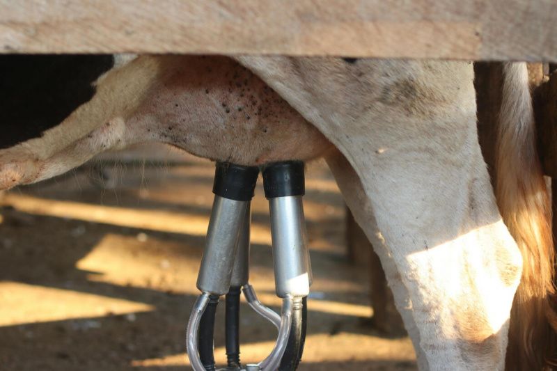 Luxembourg's Dairy Farmers Seek New Partner After Lactalis Exit