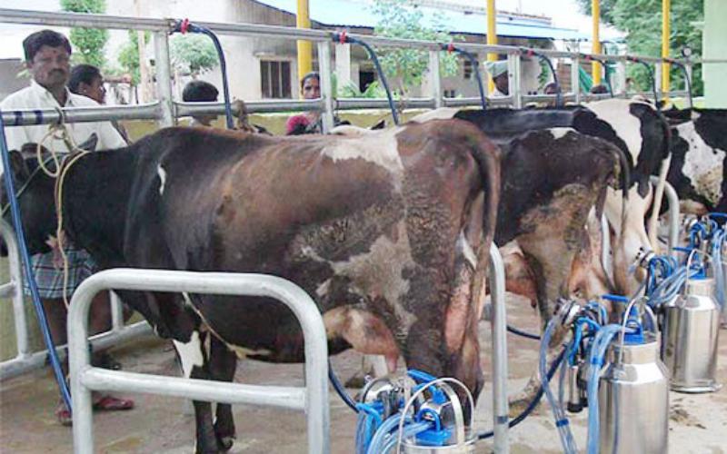 Milking the Future: India's Cooperative Dairy Revolution