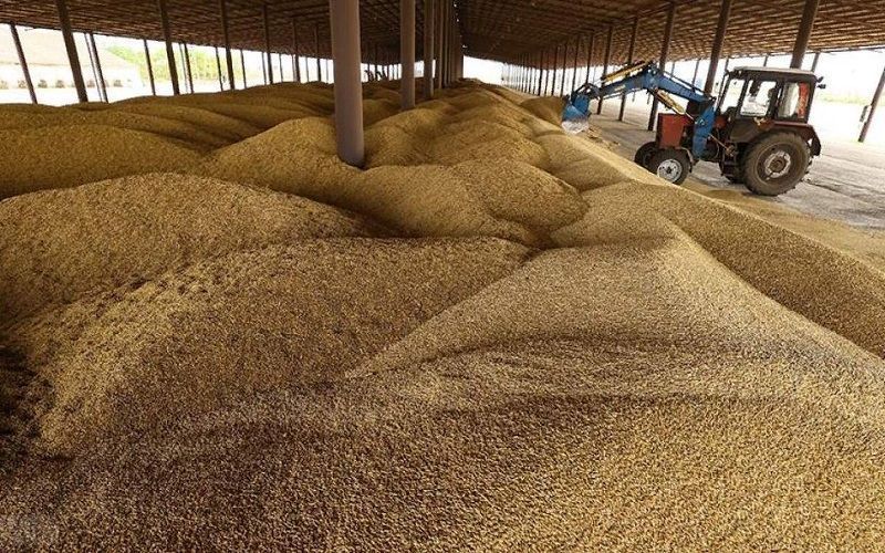 World grain trade volume in 2023–2024 is forecast at 468 million tons