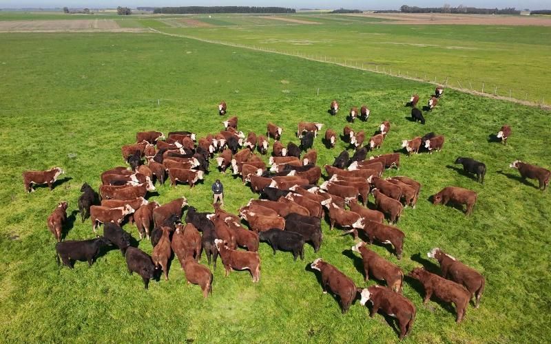 Farmers and Food Giants Collaborate to Reduce Methane Emissions