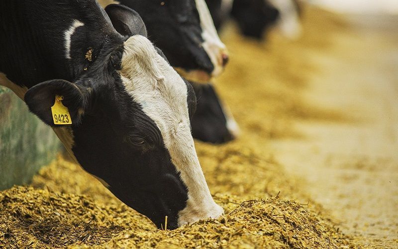 Global Feed Production Reaches 1.44 Billion Tons