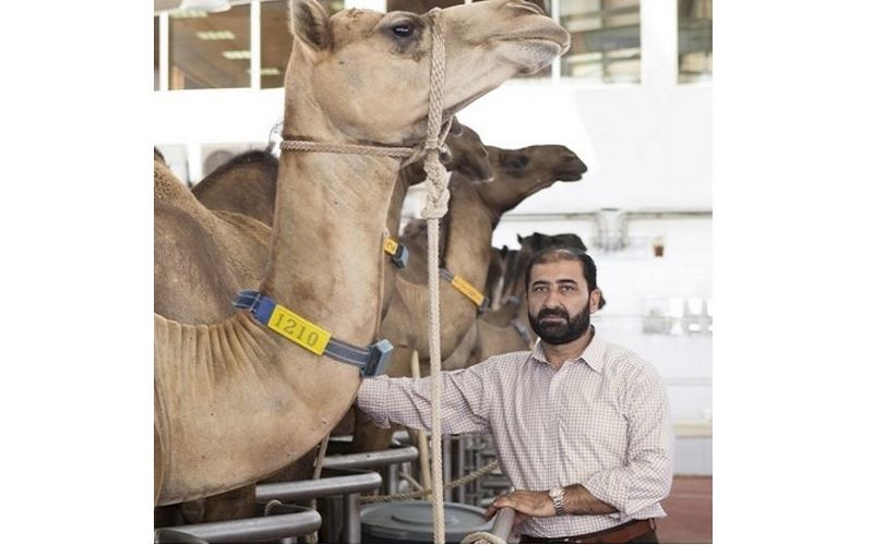 Camel Milk: The Superfood of the Future?