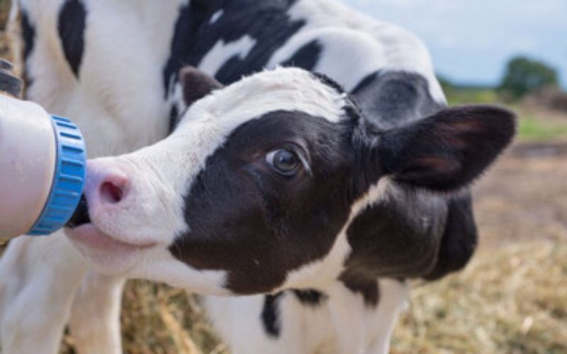 Effective Calf Rearing: Crucial for Dairy Farm Profitability