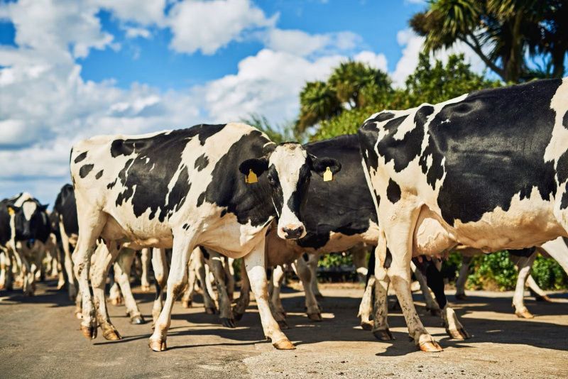 Irish Milk Prices Stayed Steady as Drought Cut Supply