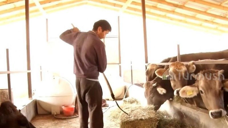 Данияр Жакыпов разводит в Кадамжае коров стоимостью до 500 000 сомов