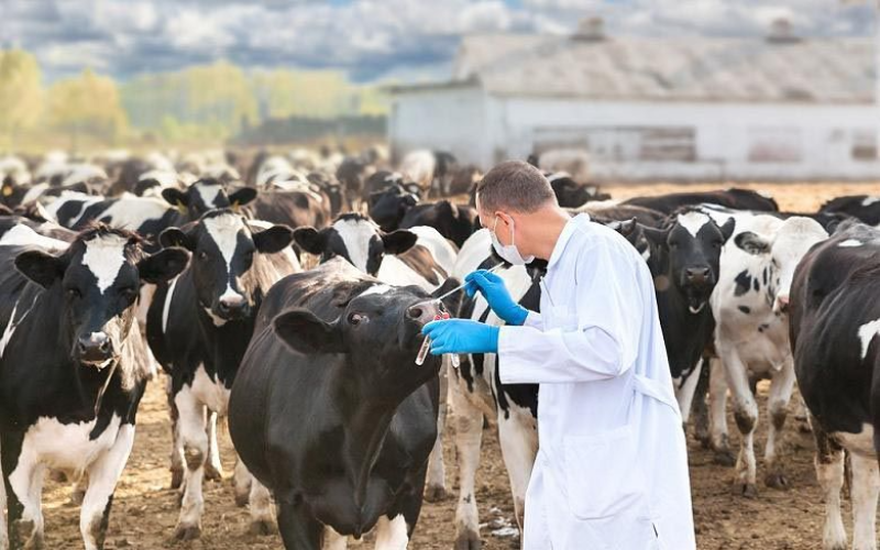 Spain's Ministry of Agriculture Proposes Optional On-Farm Veterinarian Role