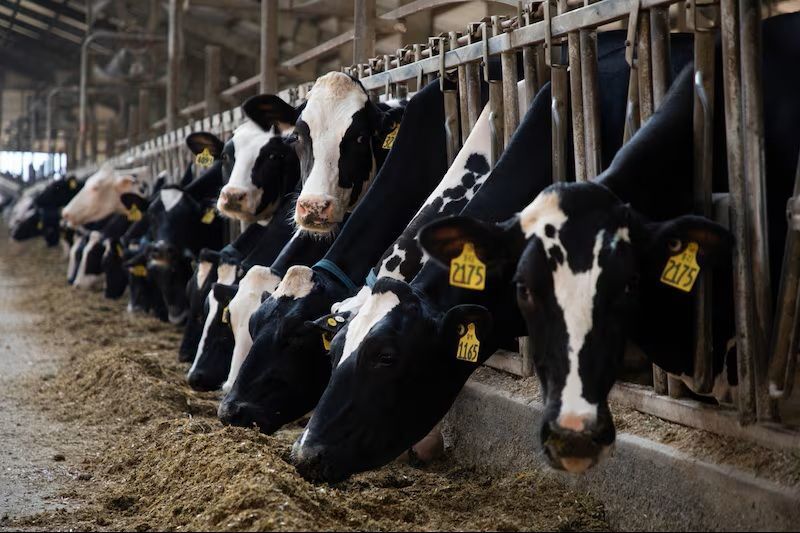 Dairy farmers adopt specialised soy varieties to raise milk solids