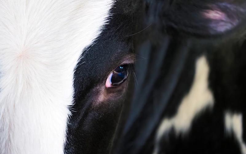 Bird flu takes toll on US dairy as EU mulls prevention steps