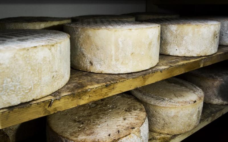Jilotepec Goes All-In on Cheese: A Flavorful Future Ahead