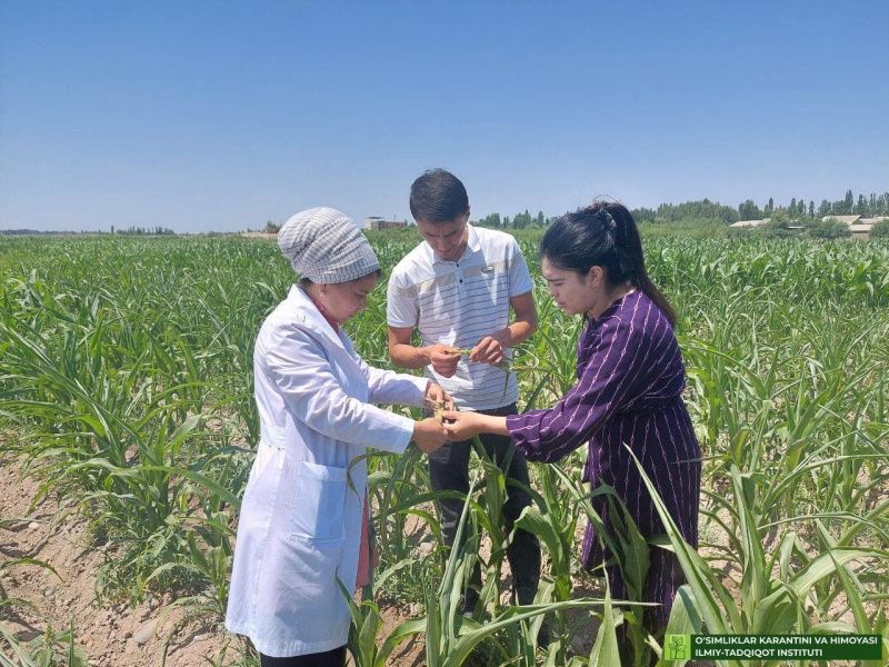 На кукурузных полях Андижанской области проведен фитосанитарный контроль
