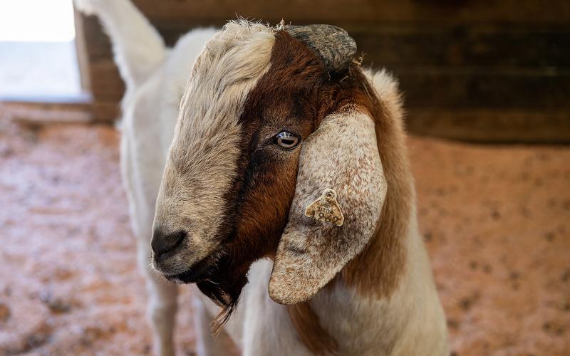 INIA authorized to produce high-quality goat semen in Peru