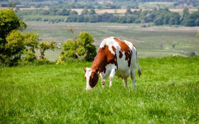 Applications Open for 2025 Entrepreneurs in Dairying Programme