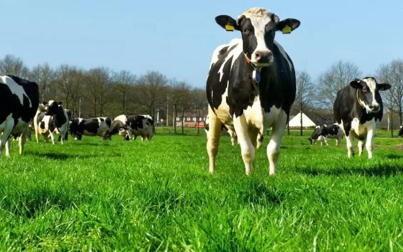Chile Introduces New Sustainability Standards for Dairy Industry