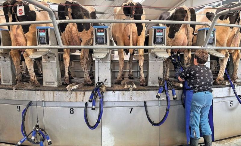 A 400-Cow Farm Continues to Modernise Its Three-Milking Operation