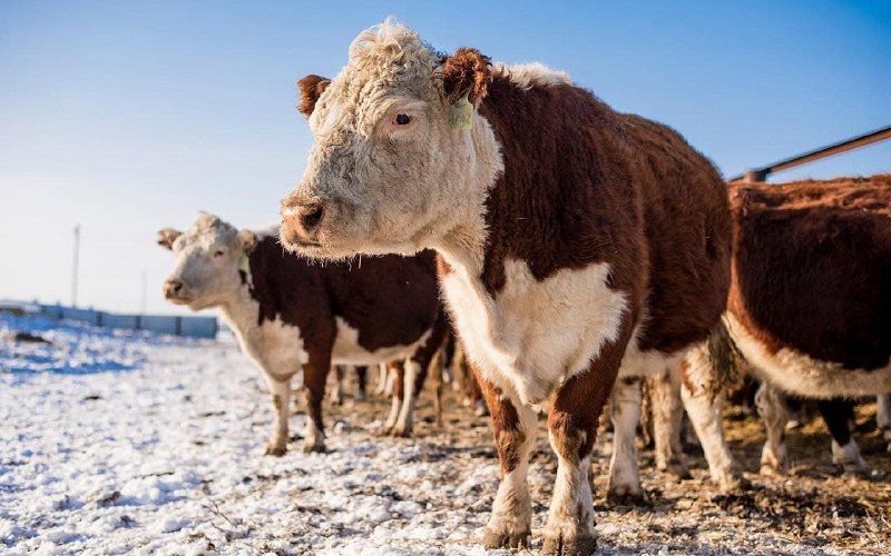 Реализация проекта по строительству ферм позволит снизить зависимость Казахстана от импортного молока с 39% до 11%