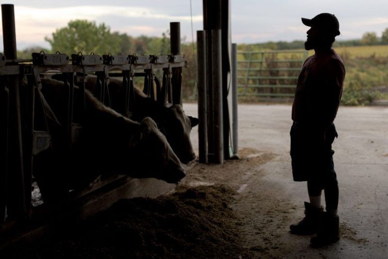 New York Dairy Workers Advocate for Legislative Protection Against Federal Immigration Enforcement