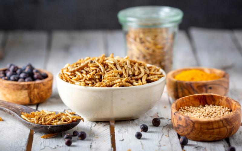 Los insectos ganan impulso como fuente de proteínas para sistemas de alimentación y alimentos