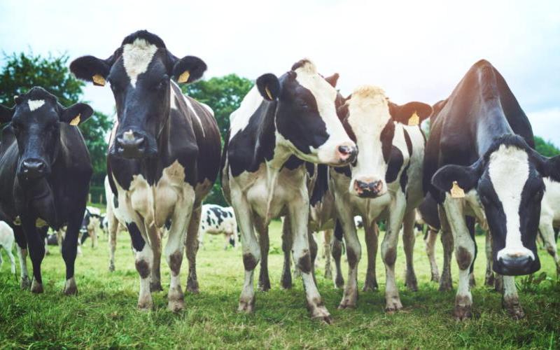 Kuzey İrlanda'da Seçkin Süt Genetiğinin Yükselişi