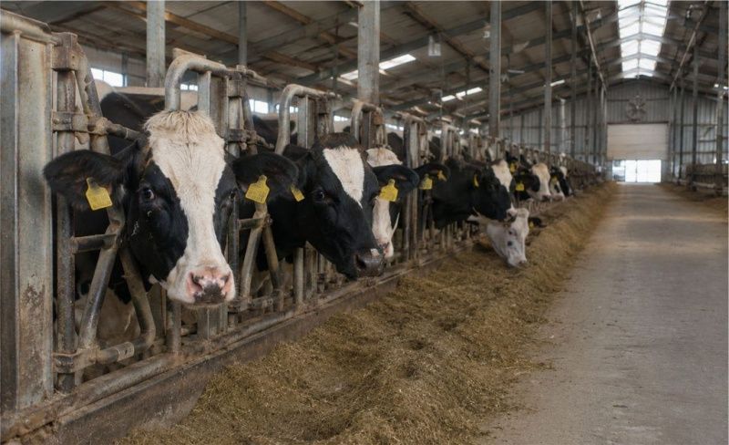 Vietnam Establishes Local Forage Chain to Reduce Dairy Feed Costs