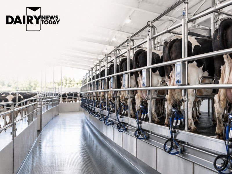 El Niño Prompts Dairy Farmers to Brace for Heavy Rains