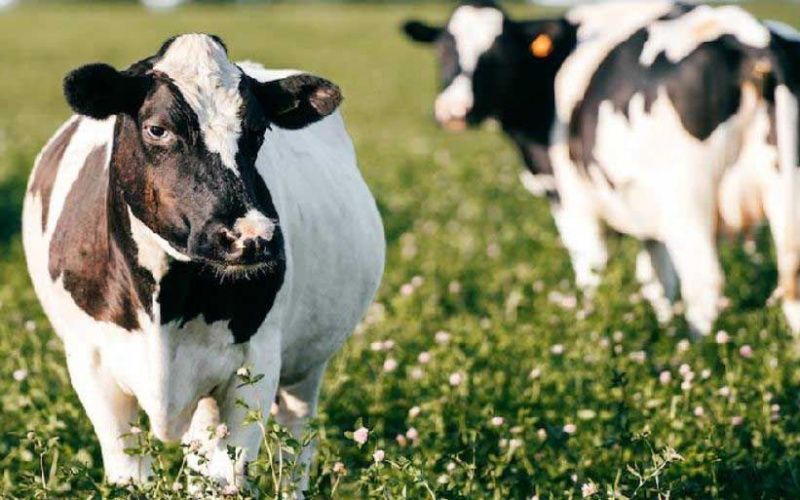 В 2023 году общая стоимость продукции, выпущенной животноводством Казахстана, выросла на 3,3%