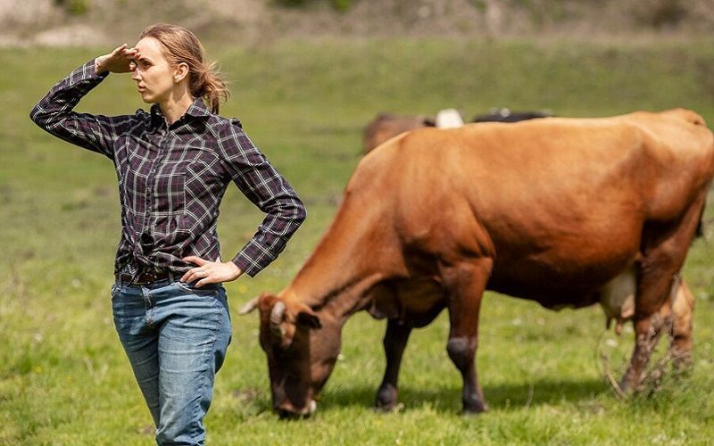 Experts predict best prices for dairy farms in Spain this year