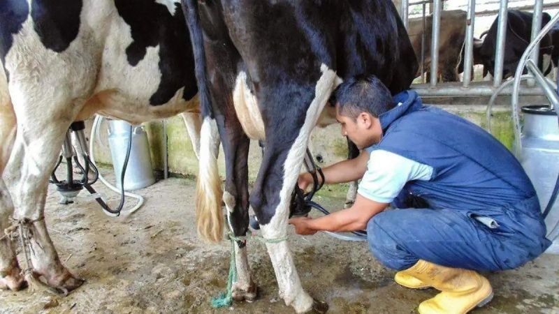 La producción lechera en el norte de Veracruz no recuperará niveles previos a la pandemia antes de 2029