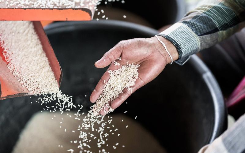 El queso a base de proteínas de arroz ofrece una alternativa sostenible sin lácteos