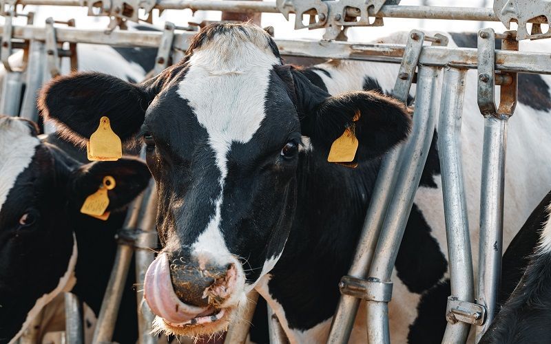 Cattle Imports from Russia to Kyrgyzstan Double