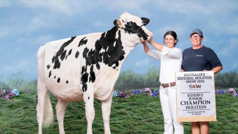 Brindabella earns Australia’s Holstein Master Breeder status