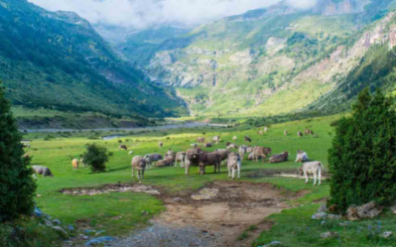 Low-Cost Dairy Farms Simplify Milk Production