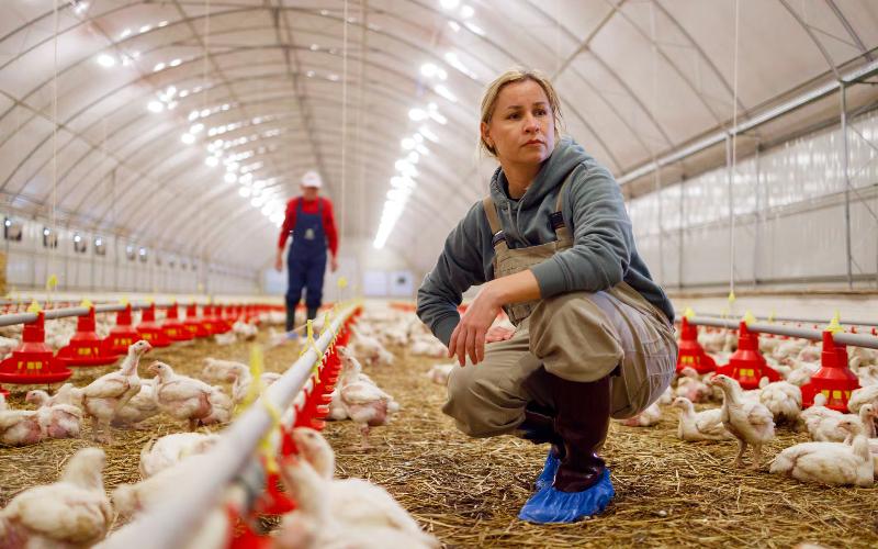 EFSA ABD Süt Ürünleri HPAI'nin Avrupa'ya Ulaşma Riskinin Düşük Olduğunu Bildiriyor