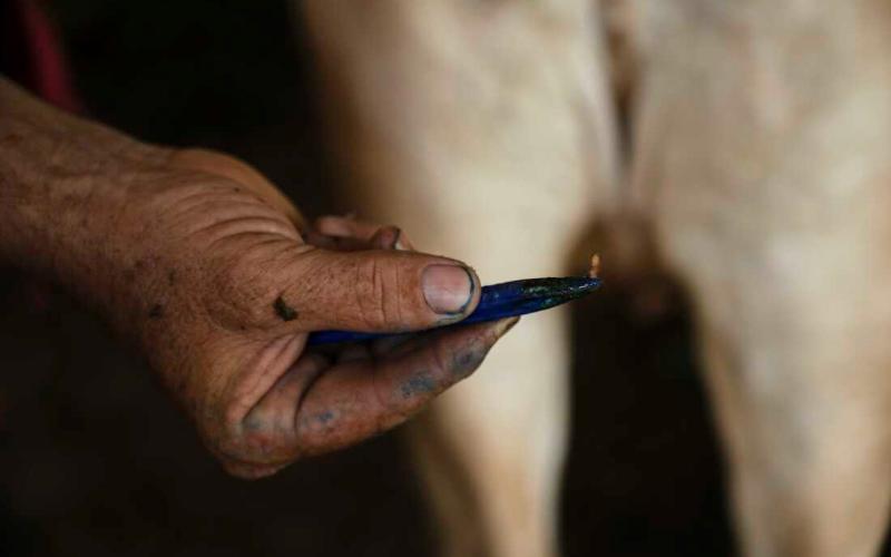 Impact of Screwworm Outbreak on Dairy Production in Oaxaca