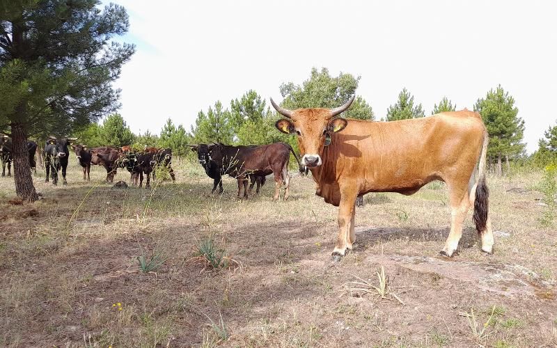 Genotyping Places Four Cows from Lugo Among Spain's Top Tena
