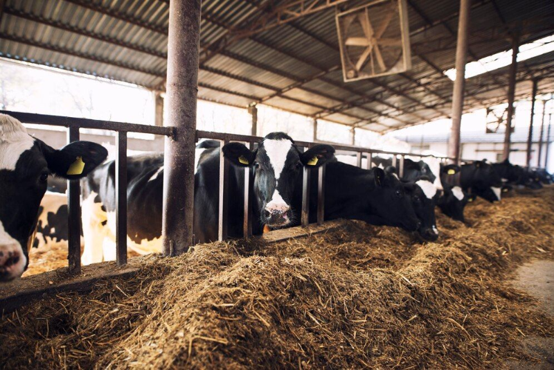 Netherlands: Floating farm's expansion beyond dairy into vegetable cultivation