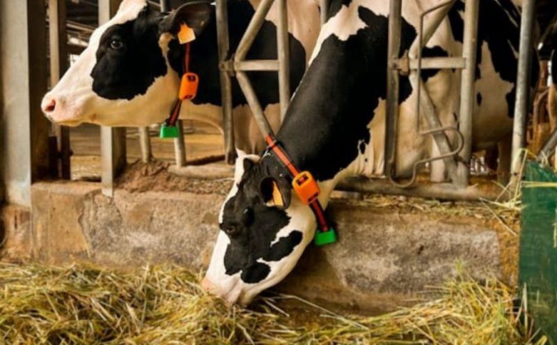 Smart Collars Enhance Predictive Capabilities in Dairy Farming