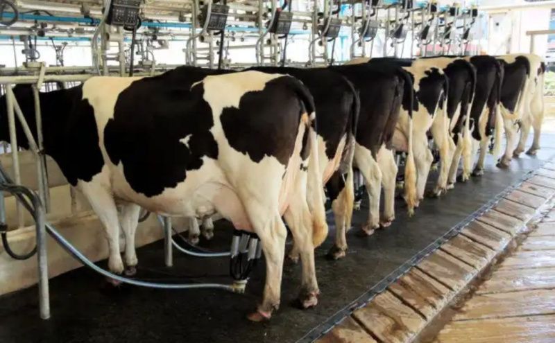 Minas Gerais Legislature Approves Ban on Rehydrated Imported Milk Sales Minas Gerais Legislature Approves Ban on Rehydrated Imported Milk Sales