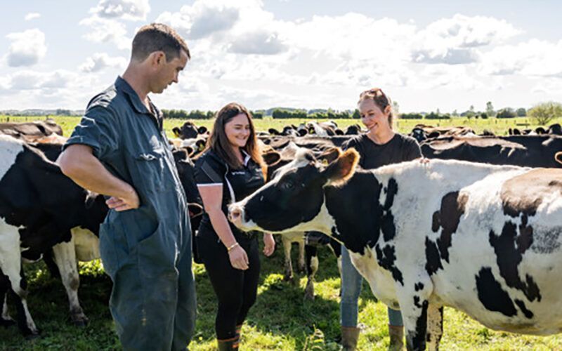New Zealand Dairy Farm Employees Show Strong Commitment, Survey Reveals