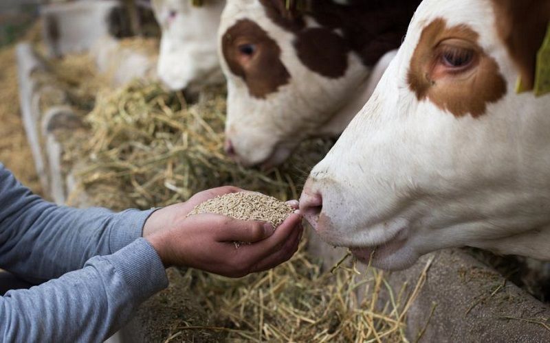 Colorado faces nation's worst Bird Flu outbreak among dairy cattle, raising concerns over virus spread