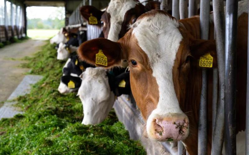 Dificultades financieras de los pequeños productores de leche en Chiloé, Chile