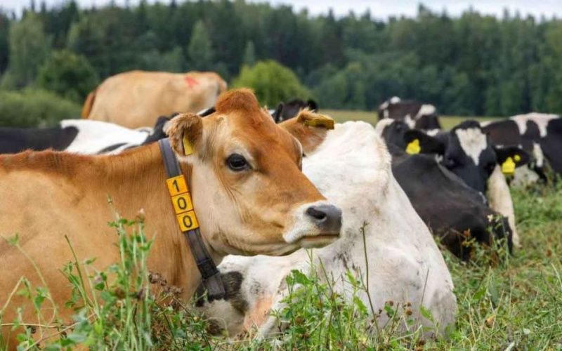 Падеж скота в Западном Казахстане превысил 200 голов