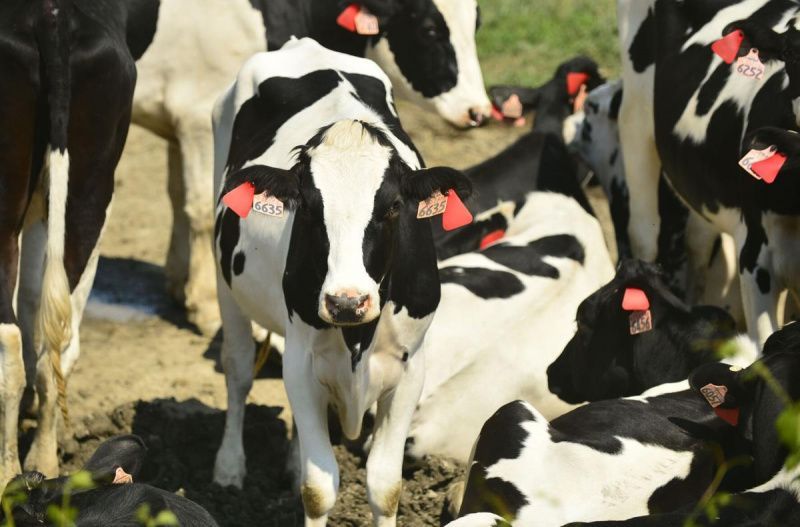 The 2026 Holstein show returns with its largest entry in nearly a decade