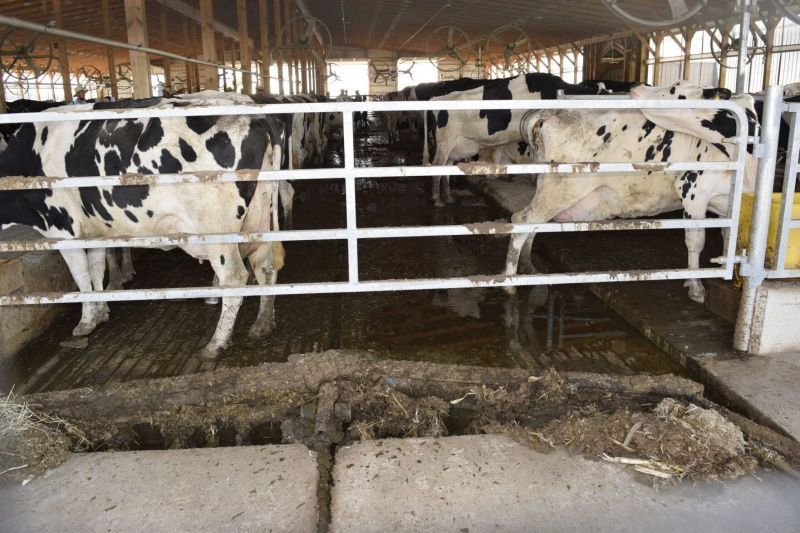 Center for Dairy Excellence Urges Producers to Manage Market Risk