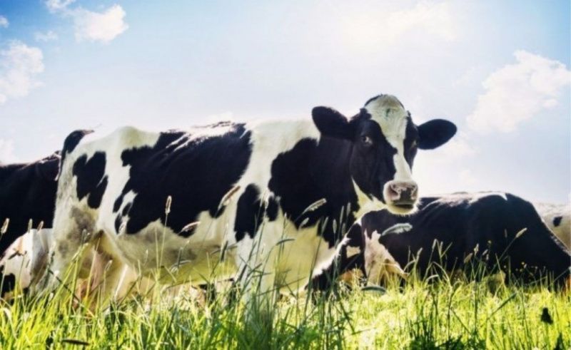 El ensilaje de maíz puede requerir más del doble de leche para cubrir costos